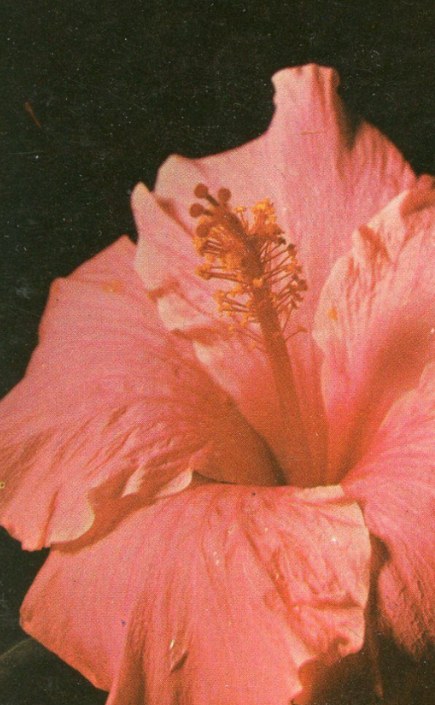 Hibiscusbloem in vol bloei